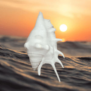 মাকড়সা শঙ্খ (Lambis Spider Conch) | ঘর সাজানোর জন্য বিরল শোপিস
